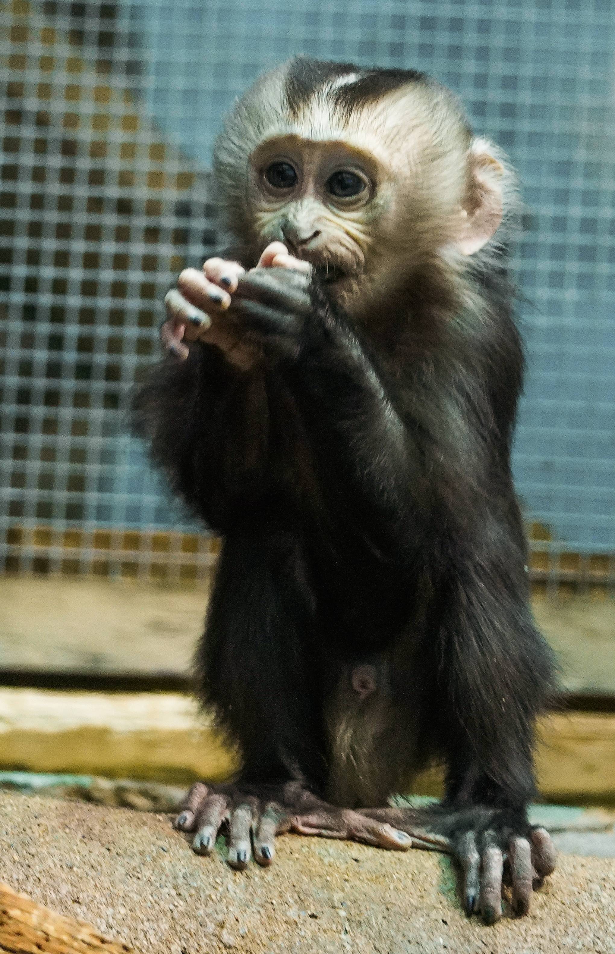 莫斯科动物园的狮尾猴