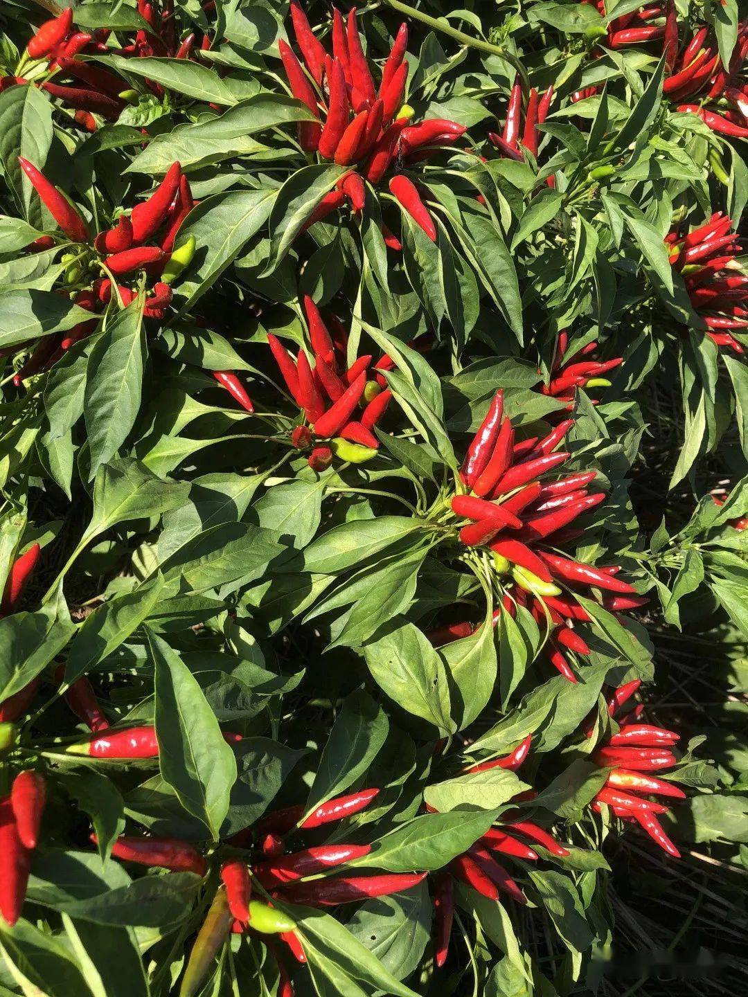 今年这几个朝天椒你更偏爱谁