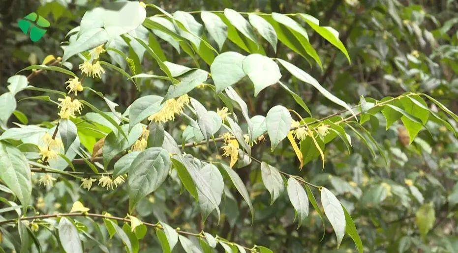 安远:世界濒危树种突托腊梅 花开山野香飘十里