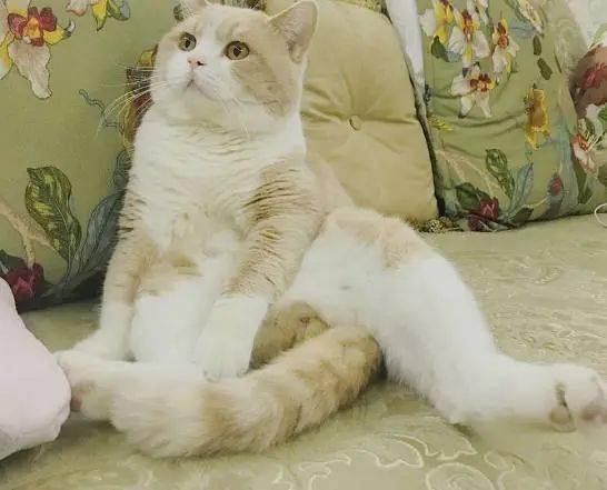 猫咪放了一个"气体,结果被主人嫌弃了,忧郁的眼神让人笑岔气