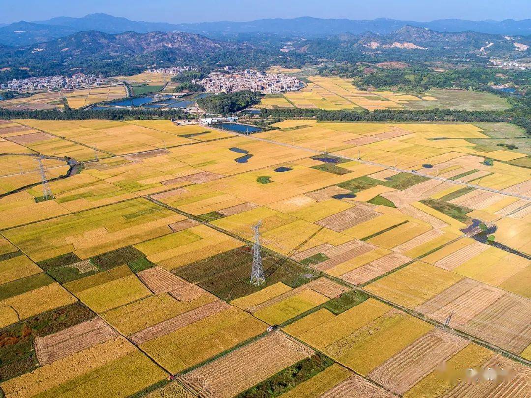 惠来这片稻田太美了走一起去打卡呀