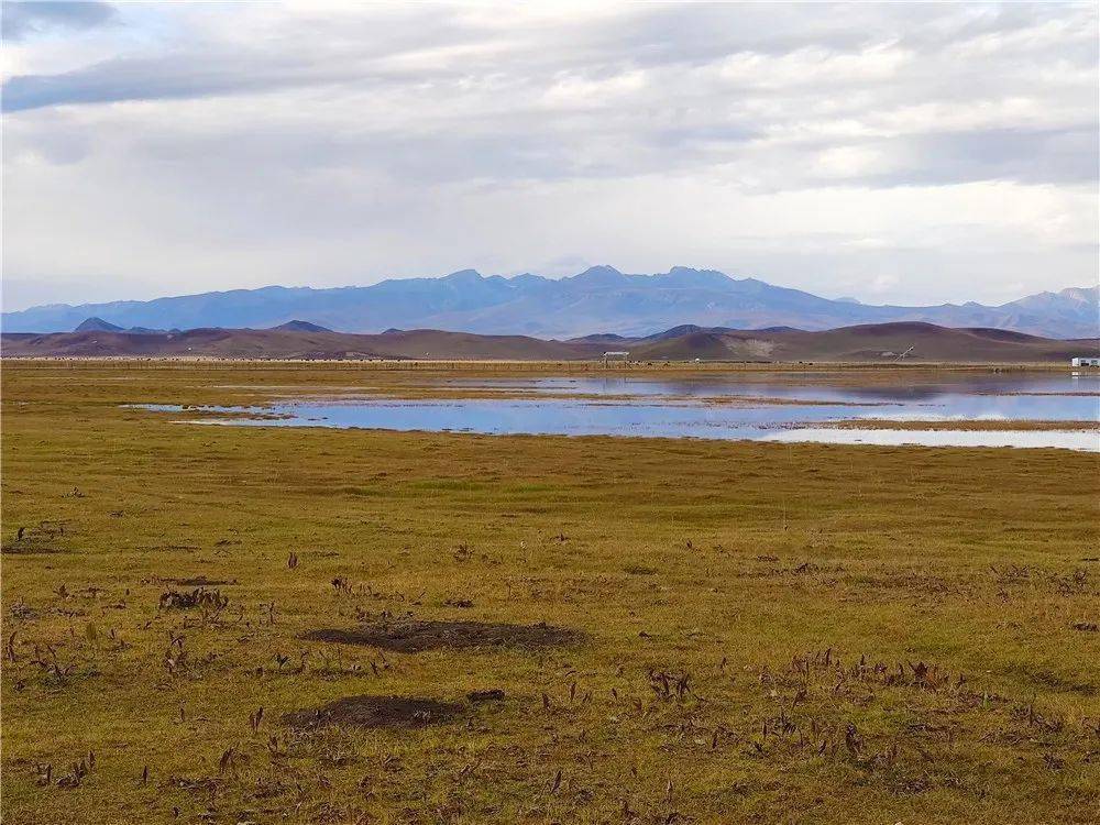枯草黄,秋水长,勾勒出晚秋甘南河曲马场的寂静唯美!