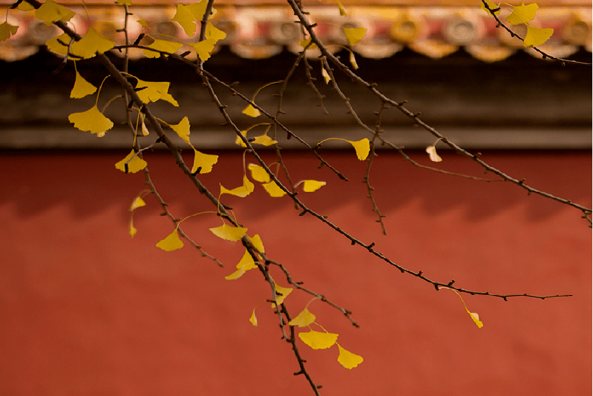 紫禁城的红墙,银杏叶的金黄汉白玉石阶的灰几百年前的那段历史仿佛就