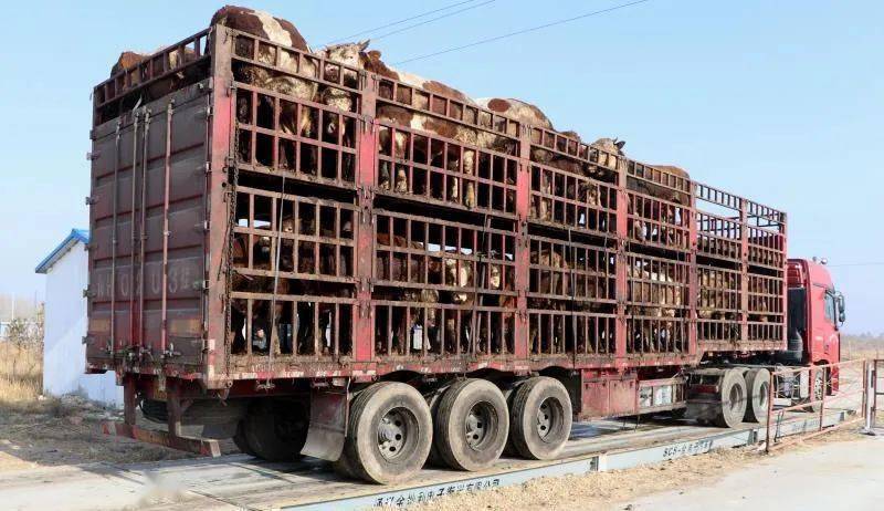 统一进行屠宰加工准备运往开鲁伊赛屠宰厂装车,称重育肥牛工人们正忙