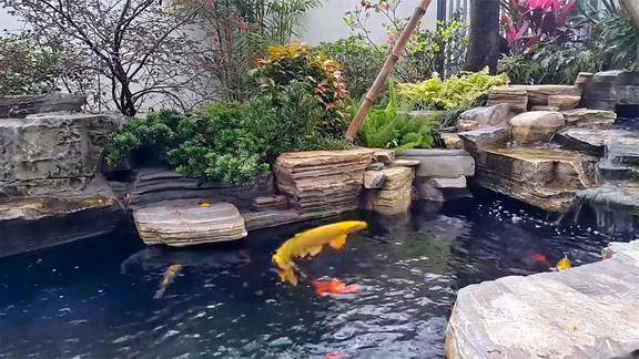看来当初的选择是对的在别墅院子里造鱼池养锦鲤我太喜欢了