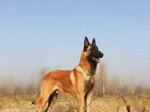 马犬的标准养马犬的朋友看过来