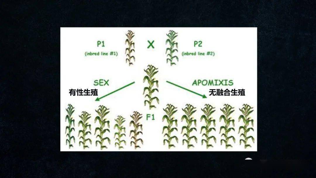 合适时间遇到合适的ta才可能是杂交