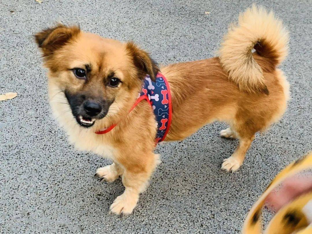 救助领养网红狗哈尼求领养