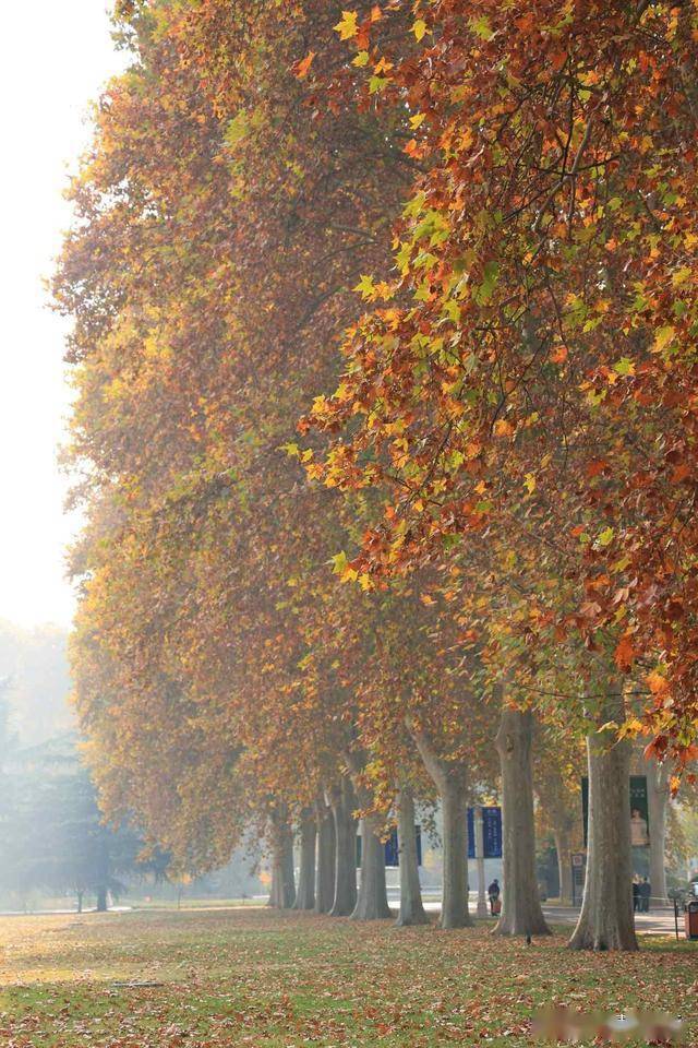 迈步走进梧桐树下,如同意外闯入了金色大道,道路尽头似乎通向了天堂.