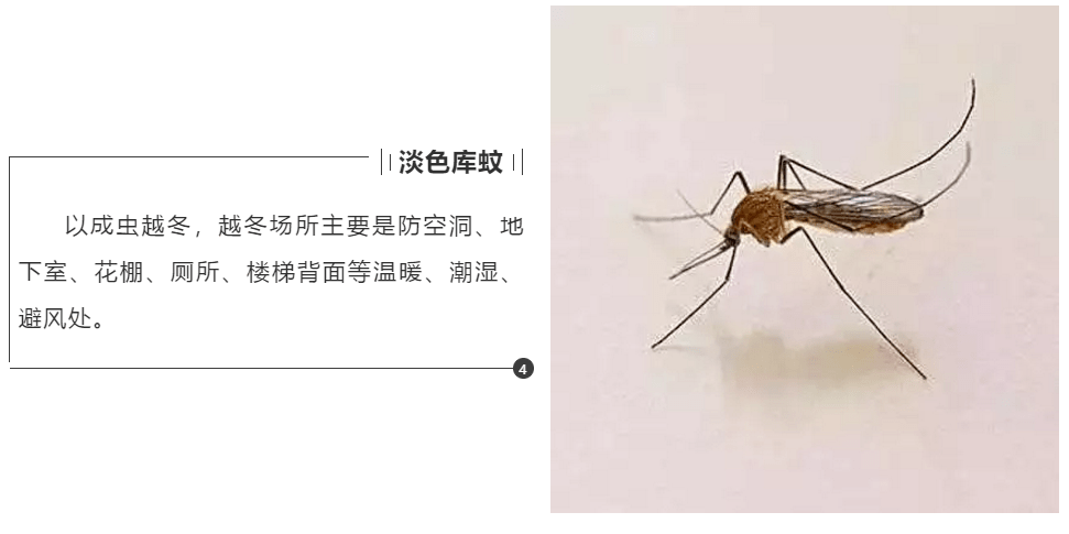 科普爱国卫生运动碰上冬季疫情防控二越冬蚊虫防制篇