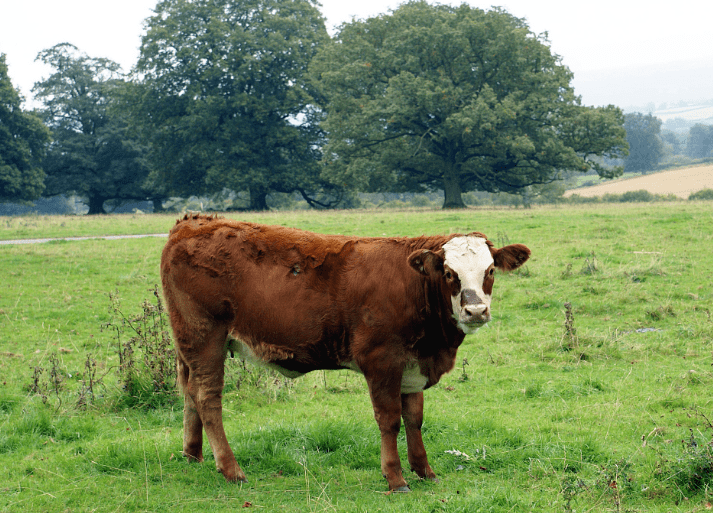 顶诺的牛肉来自于澳大利亚的天然牧场,澳大利亚是世界闻名的牛肉大国