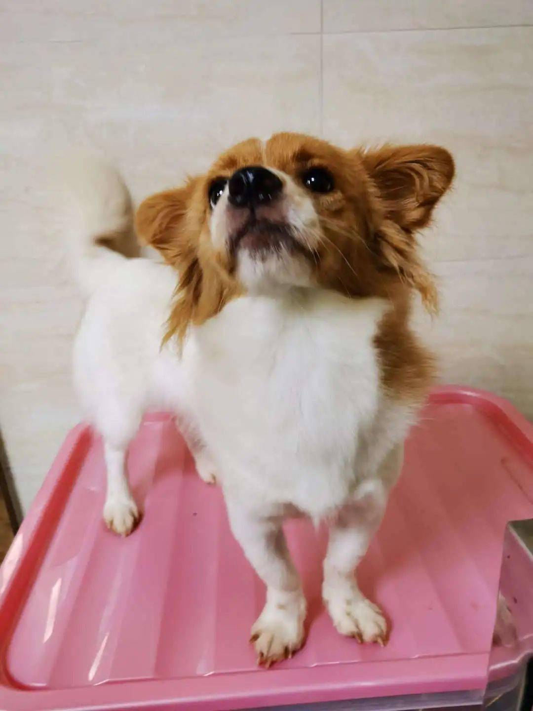 救助领养网红狗哈尼求领养