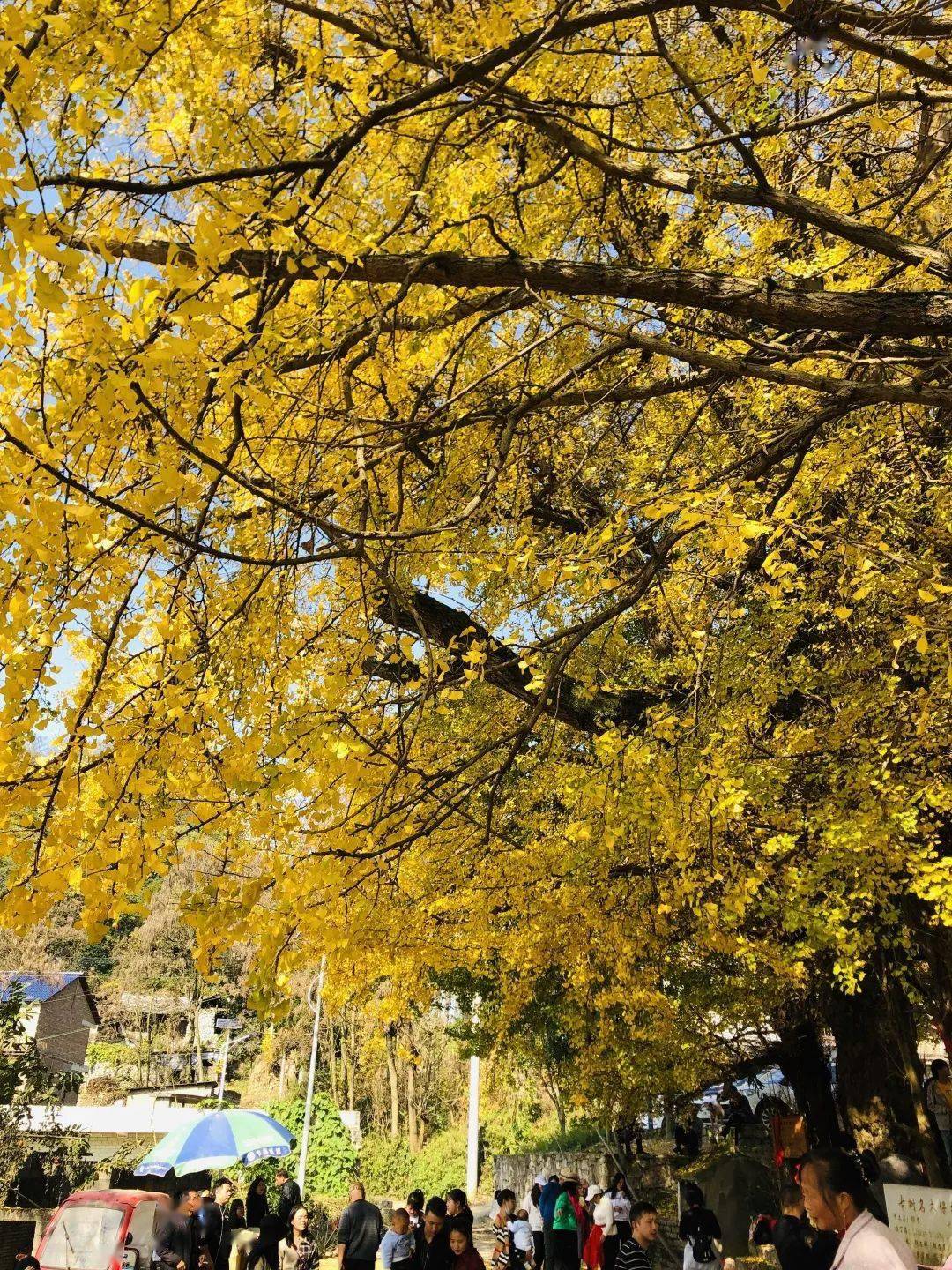 安顺600年古银杏"身披金甲",快去打卡!