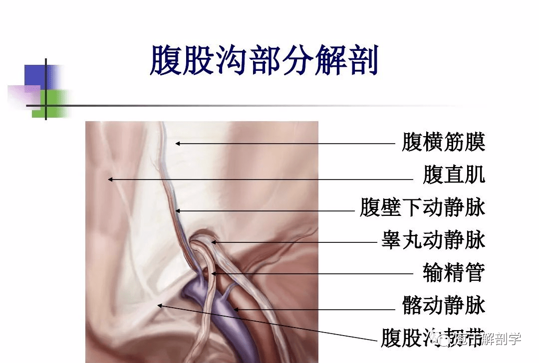 腹股沟区解剖图详细图片
