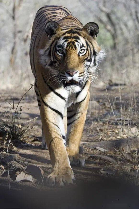 传奇虎王朱姆鲁:虎王中的生儿子专家,帅气的颜值锦上添花