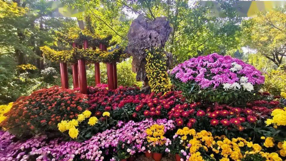 【邂逅松江】醉白池公园的菊展已接近尾声,赶紧揪住菊展的小尾巴"浪"
