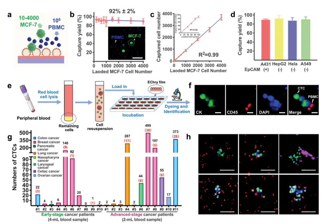 advsci天然鱼笼式纳米外壳用于循环肿瘤细胞无标记捕获