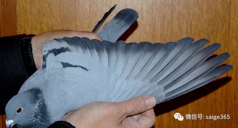 这种翅膀的鸽子,飞速惊人_手机搜狐网