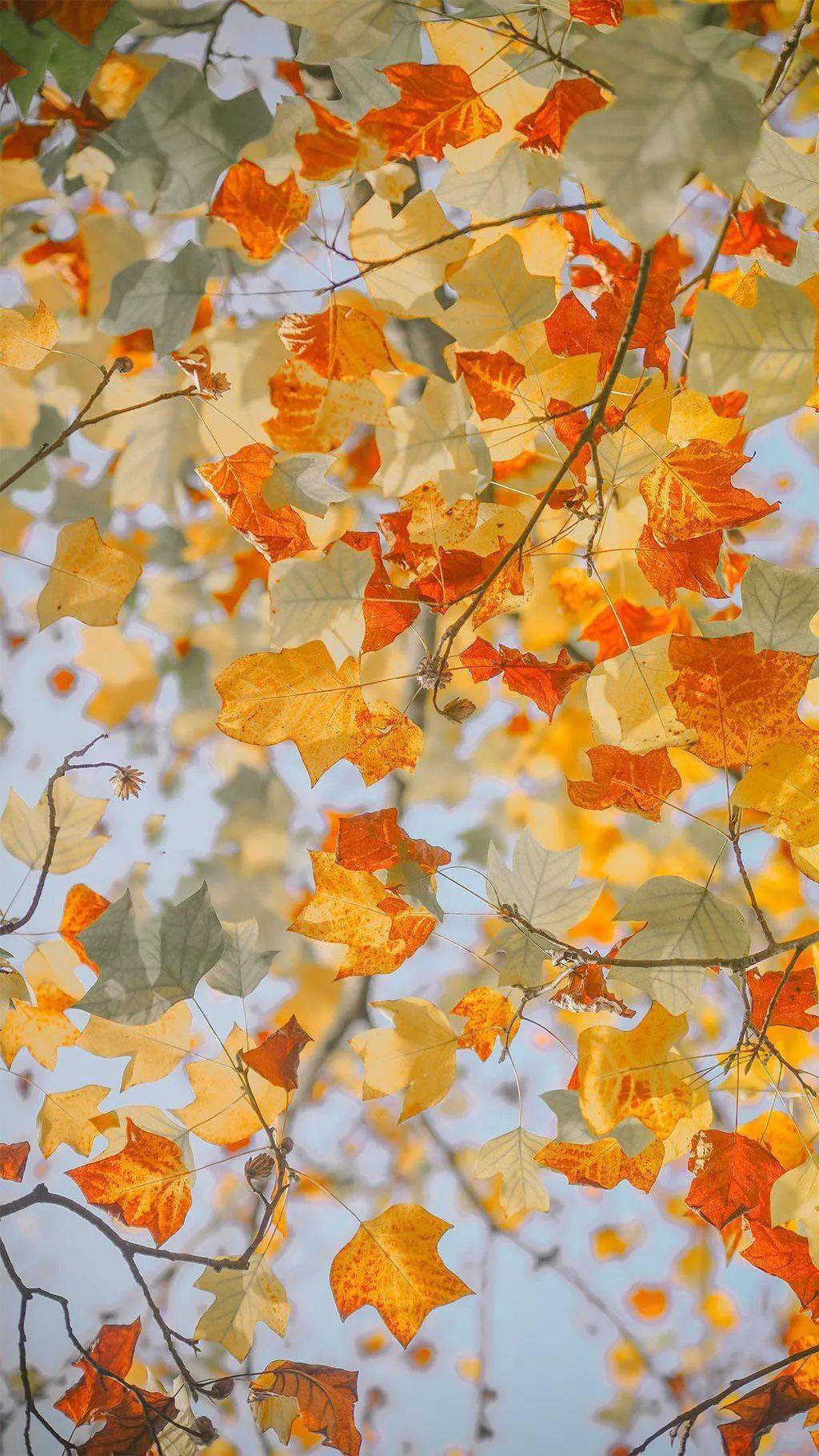 听琴| 一年好景君须记,最是橙黄橘绿时.
