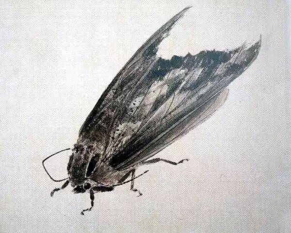 年轻人还在玩超写实?齐白石早就玩烂了