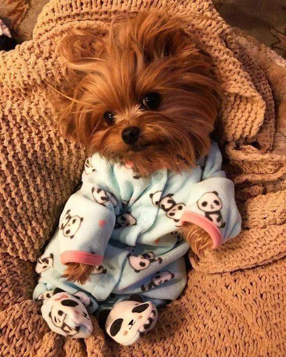 小狗狗的睡衣派对这简直萌si人啦