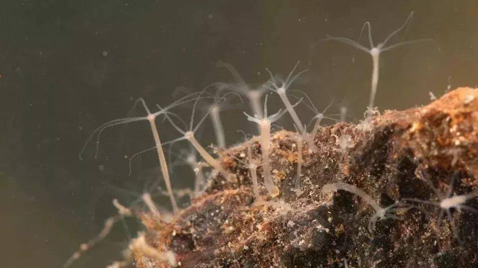 水螅是一种体型很小的和水母有血缘关系的软体动物.