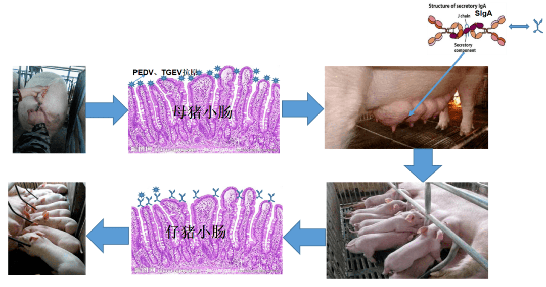 猪流行性腹泻及其免疫防控