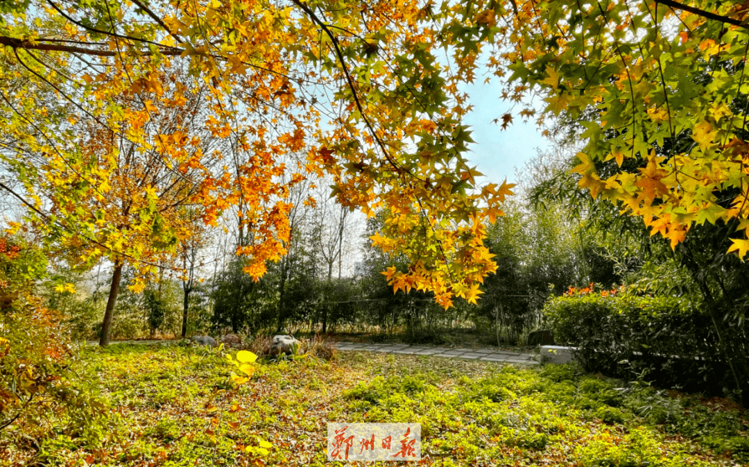 太美鄭州樹木園初冬景迷人