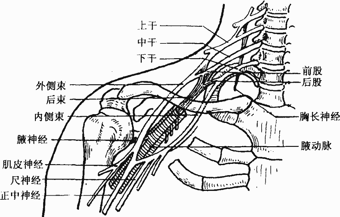 臂丛神经体表投影位置图片