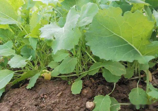 谨防气温回升油菜旺长这些措施很关键