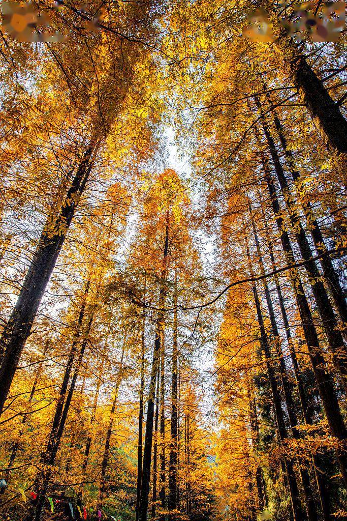 四川广安初冬水杉林迎来最佳观赏期