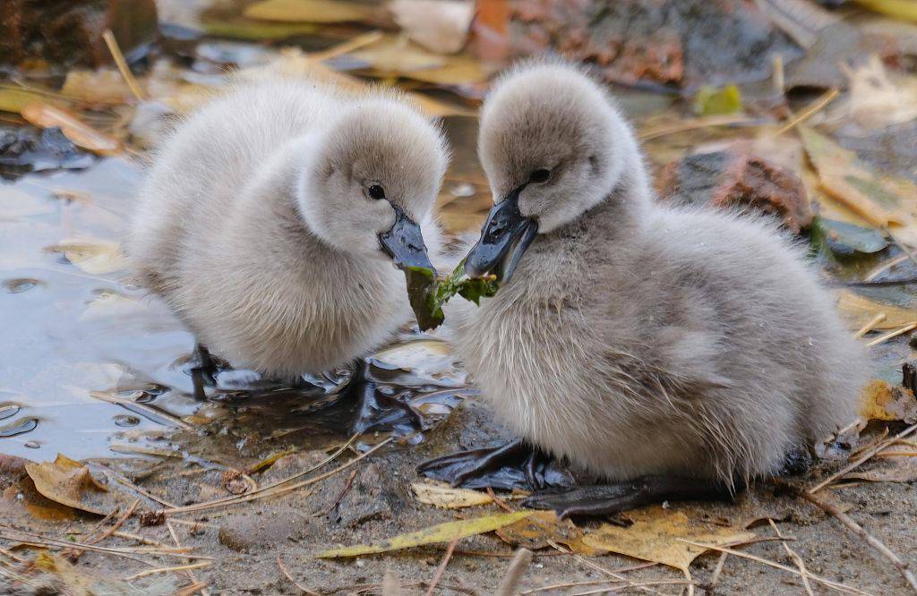沈阳:森林公园人工湖遇天鹅育雏 场面温馨_宝宝