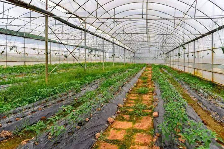 农技推广冬季蔬菜大棚管理五大妙招都在这了助你有个好收成