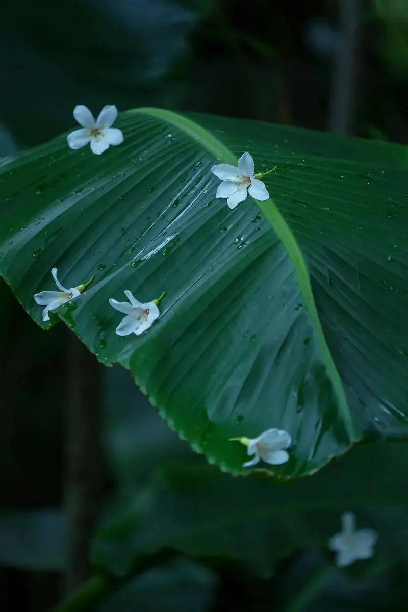 檐下雨意芭蕉问情