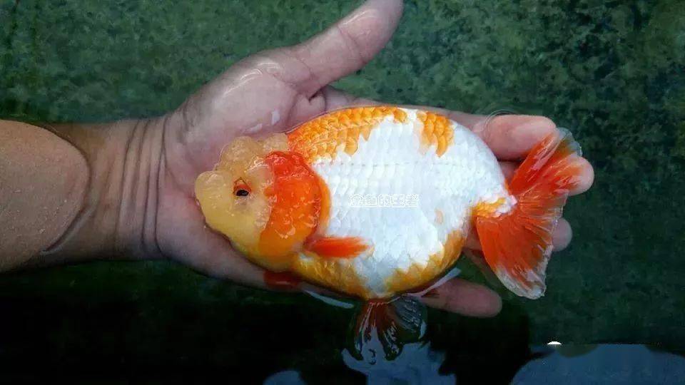 1,泰寿头瘤紧,头小目幅偏窄,特别是极易辨认的