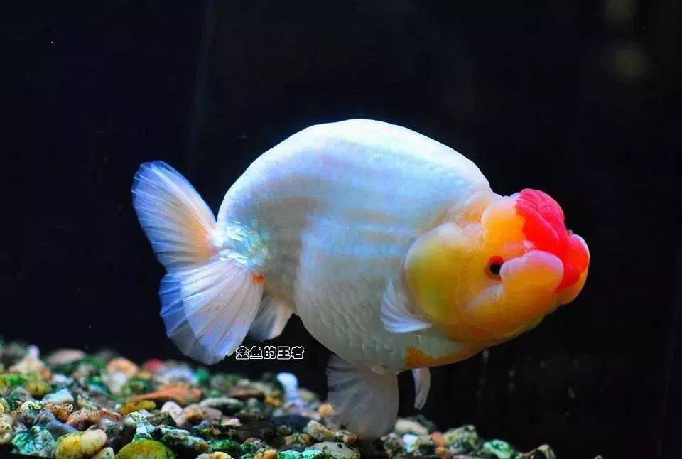 品鉴 | 兰寿,被誉为金鱼之王!_国寿