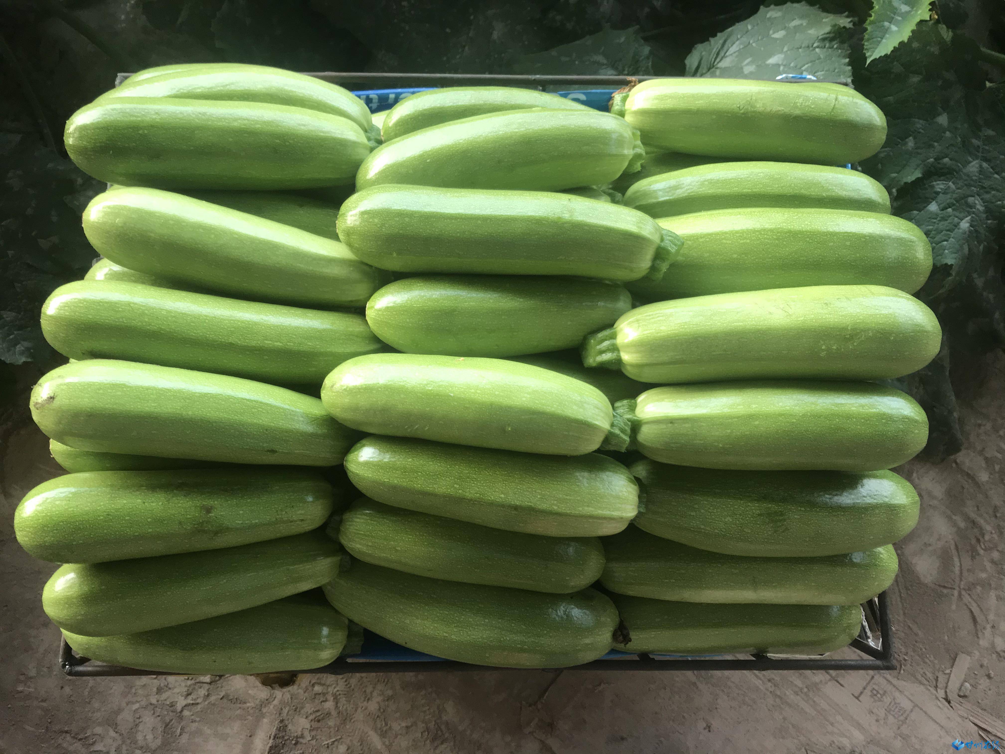 甘州区党寨镇陈寨村西葫芦成致富宝葫芦