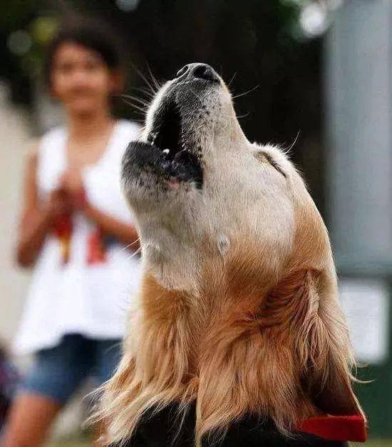 金毛太体贴了又聪明,为什么那么多人只养公狗,不愿意养母狗