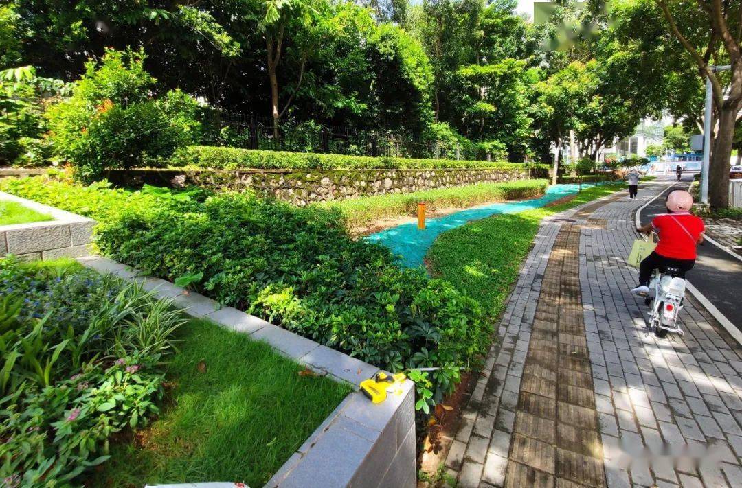 福田区社区共建花园14——梅坳八路边的绿化试验田_手机搜狐网