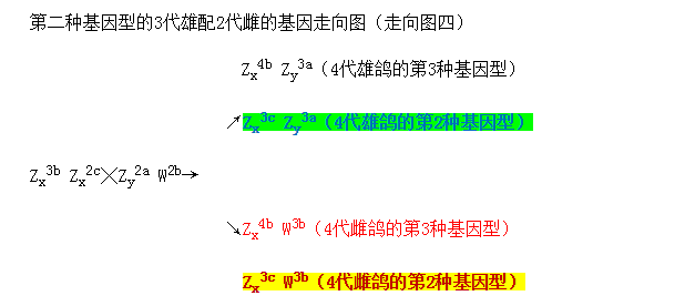詹森育种的精髓双头金母