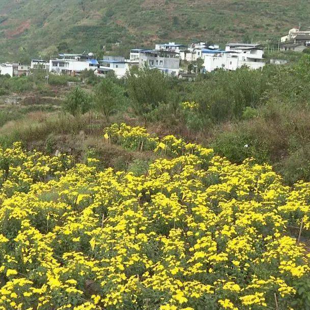 汉源县富林镇青富村走出一条融合创新发展新道路