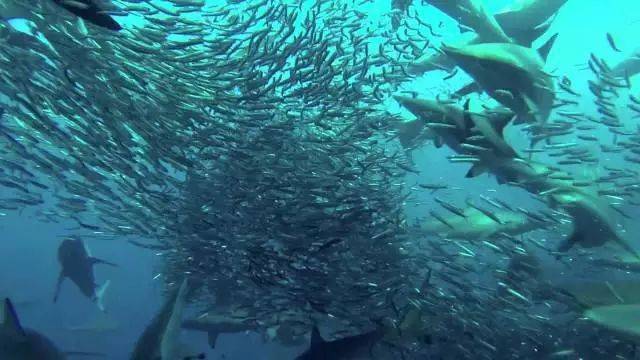 厄加勒斯特海域图片