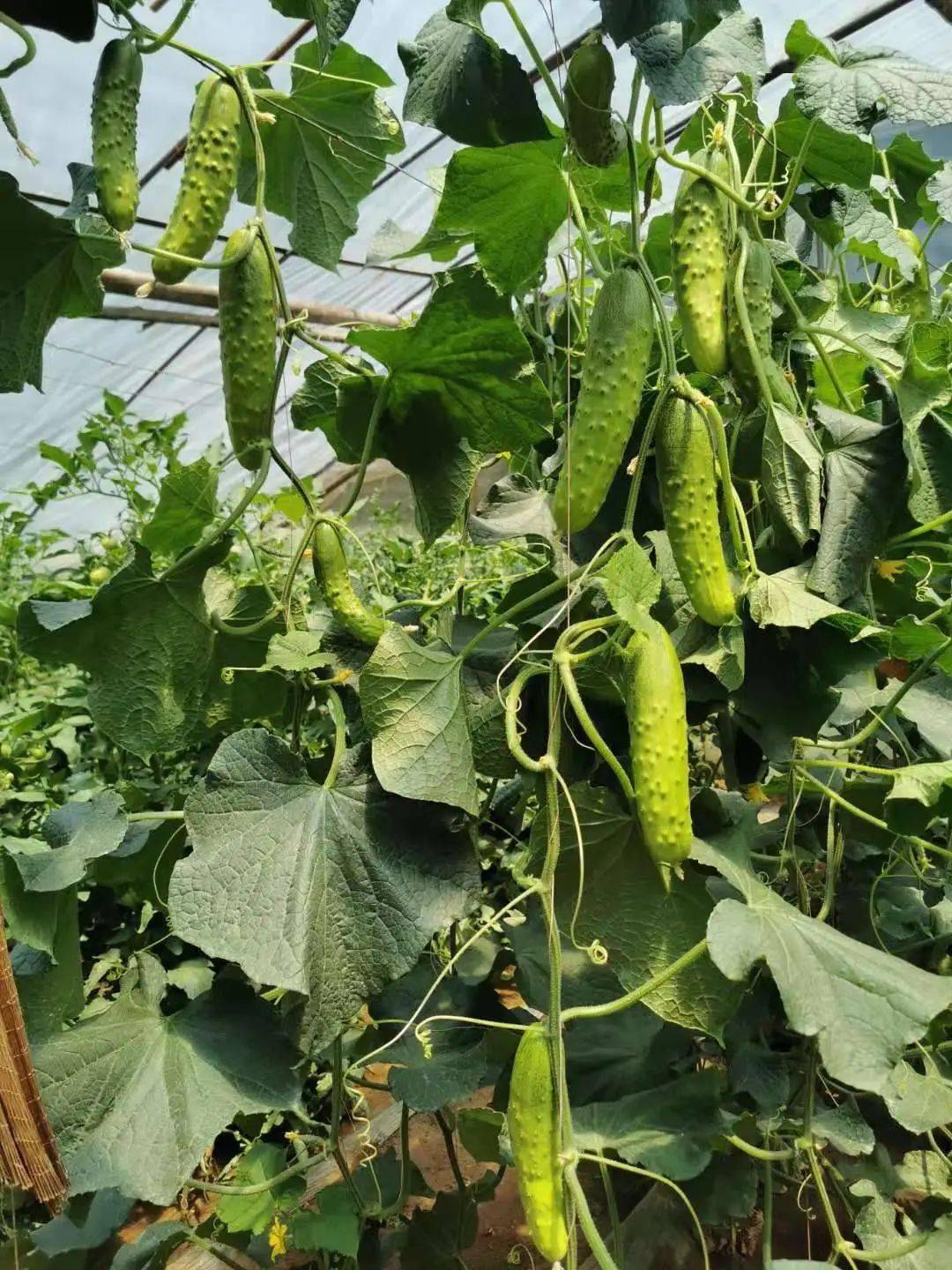 华南型京品黄瓜之绿翡翠系列