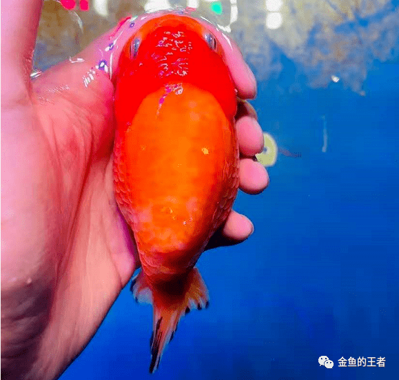 1,照片視頻作假魚