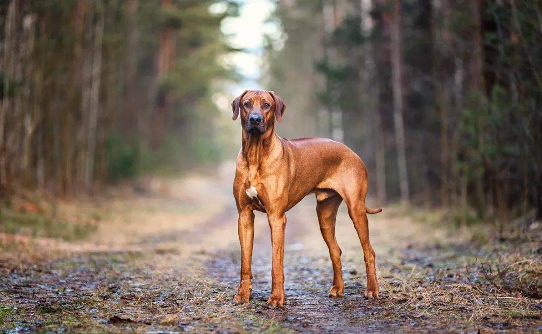 羅得西亞脊背犬起源於津巴布韋,外表看起來高貴.