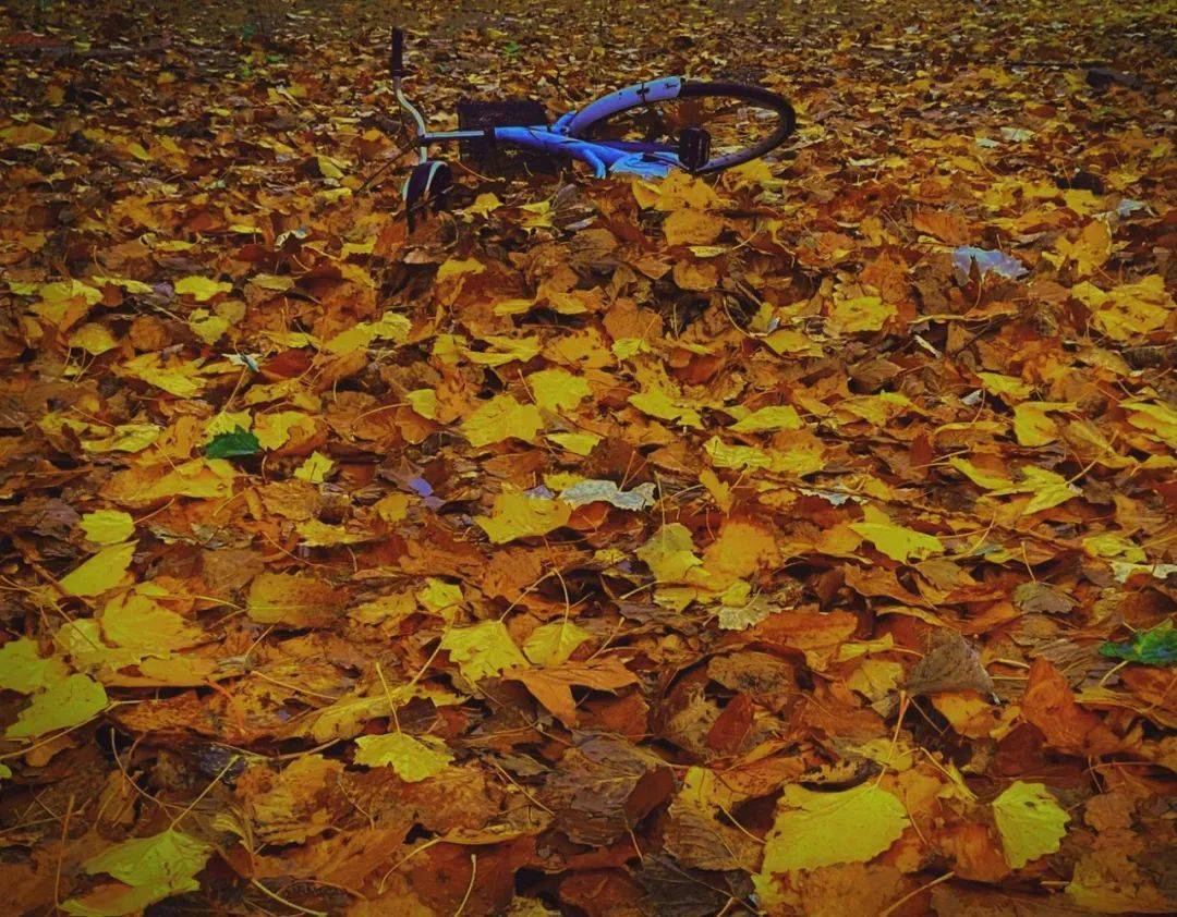 shann2450秋雨渐凉,满地叶黄.