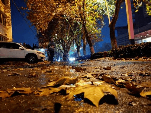 晚上秋雨落叶的图片图片