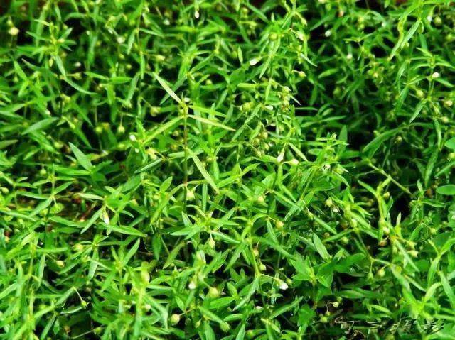 那万一我见到也不认得怎么办这种不太起眼的