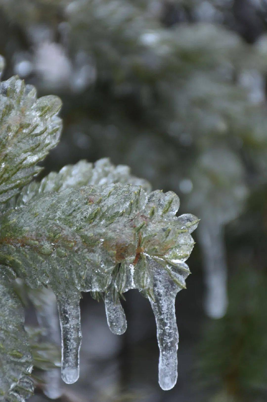 熟悉而次次震撼的北国风光偏是寒霜雾凇来未若柳絮因风起冰魄雪琉璃