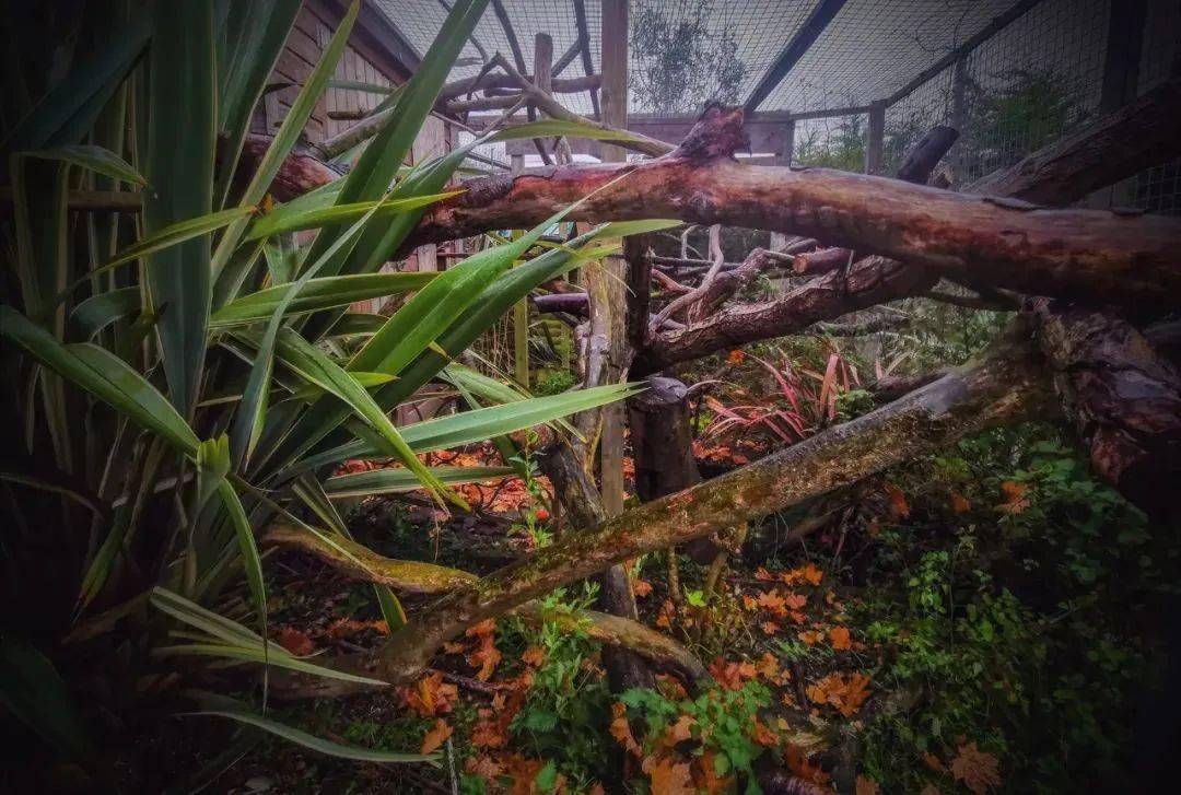 国外网友拍摄的绿鬣蜥室外造景,绽放浓浓秋意!